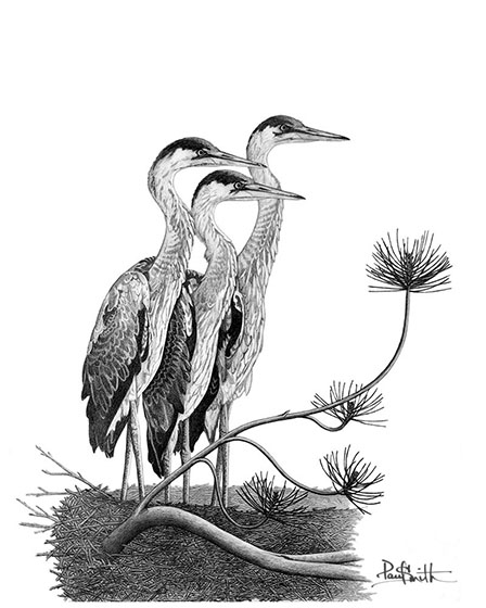 Blue Herons